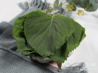 新鲜紫苏叶颜色鲜绿、香气浓郁,营养成分保留更完整 新鲜紫苏叶颜色鲜绿、香气浓郁,营养成分保留更完整