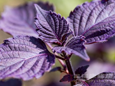 蘇葉能行氣和胃，對于脾胃氣滯引起的胃脘脹悶、食欲不振、惡心嘔吐等消化不適有一定的調(diào)理作用