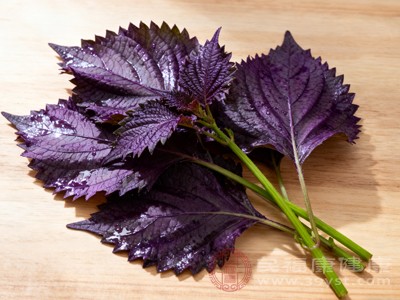 苏叶不仅是调味品 4大核心功效很多人都不知道