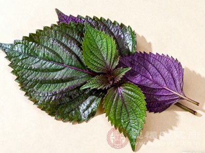 无论是食用还是调理使用,苏叶都应控制用量 无论是食用还是调理使用,苏叶都应控制用量