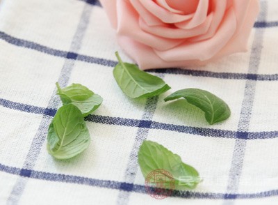 薄荷草散发的气味对蚊虫有一定的驱赶作用 薄荷草散发的气味对蚊虫有一定的驱赶作用