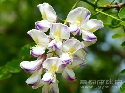 紫洋槐花 颜值与实力并存的宝藏选手