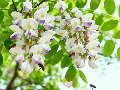 紫洋槐花可以制作成多种美味可口的菜肴 紫洋槐花可以制作成多种美味可口的菜肴