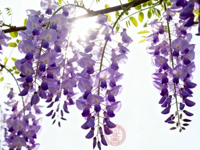 紫洋槐花具有凉血止血的功效 紫洋槐花具有凉血止血的功效