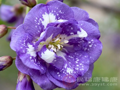 紫洋槐花还有着极高的观赏价值 紫洋槐花还有着极高的观赏价值