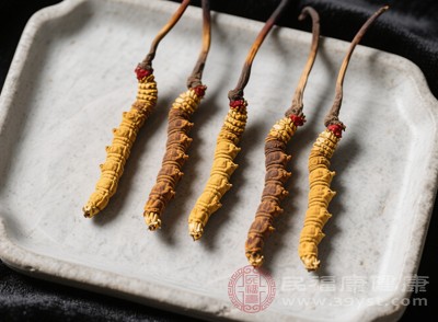 冬蟲夏草的這些功效太上頭 看完直接列入必吃清單