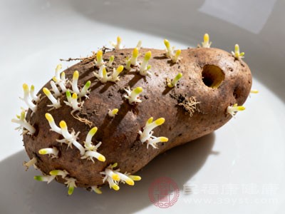 土豆发芽情况严重