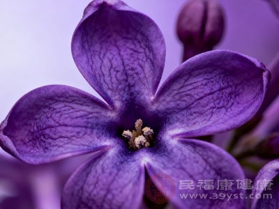 丁香不簡(jiǎn)單 功效用法與禁忌一次說清