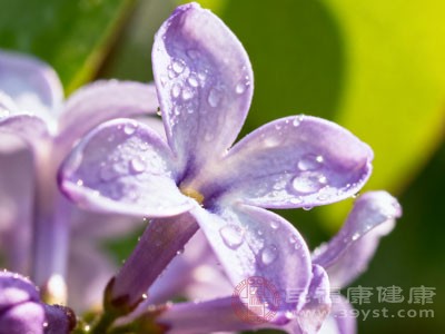 服用含有丁香的方剂或饮用丁香茶 服用含有丁香的方剂或饮用丁香茶