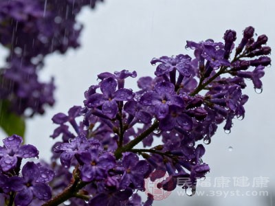 丁香中含有的丁香油、丁香酚等成分 丁香中含有的丁香油、丁香酚等成分