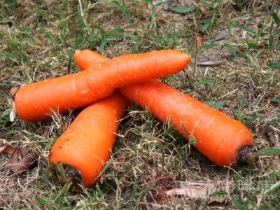 长期坚持生吃胡萝卜，能帮助皮肤由内而外透出白皙光泽