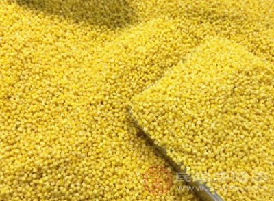 小米中丰富的B族维生素,可在一定程度上改善冬季常见的疲劳、精神不振等问题 小米中丰富的B族维生素,可在一定程度上改善冬季常见的疲劳、精神不振等问题