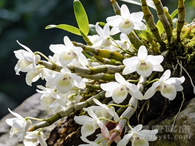 铁皮石斛花泡水 喝出免疫力的“神仙操作”