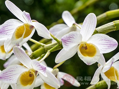 当我们饮用铁皮石斛花泡的水后,这些成分会随着血液循环到达神经系统 当我们饮用铁皮石斛花泡的水后,这些成分会随着血液循环到达神经系统