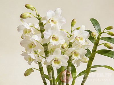 铁皮石斛花泡水喝就像一位经验丰富的“平衡调节师” 铁皮石斛花泡水喝就像一位经验丰富的“平衡调节师”