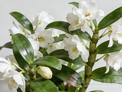 铁皮石斛花中含有丰富的抗氧化物质,如黄酮类化合物、维生素C等 铁皮石斛花中含有丰富的抗氧化物质,如黄酮类化合物、维生素C等