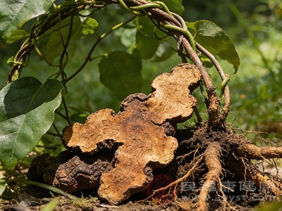 在食用方面,土茯苓常被用于煲汤、煮粥等 在食用方面,土茯苓常被用于煲汤、煮粥等