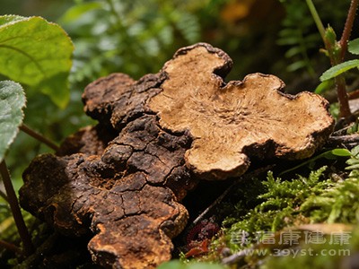 土茯苓的炮制方法相对简单,一般是将采挖后的根茎除去须根和泥沙 土茯苓的炮制方法相对简单,一般是将采挖后的根茎除去须根和泥沙