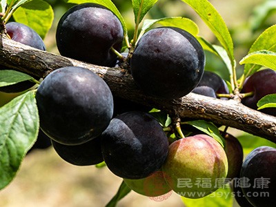 黑布林就能发挥它清热生津的功效 黑布林就能发挥它清热生津的功效