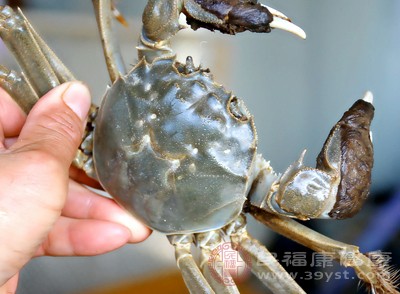 螃蟹可能携带肺吸虫等寄生虫,存活时寄生虫的活动能力较弱,且经过彻底加热后可被杀死 螃蟹可能携带肺吸虫等寄生虫,存活时寄生虫的活动能力较弱,且经过彻底加热后可被杀死