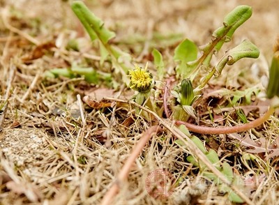 养生圈的“黄金搭档” 蒲公英红枣水的N个隐藏功效