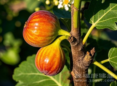 无花果的高含糖量是需要特别注意的