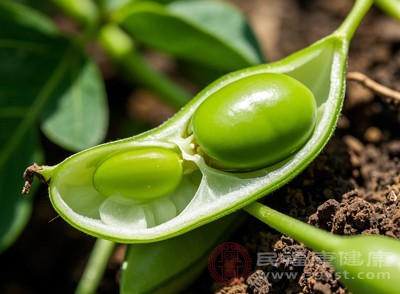 蚕豆皮质地坚韧、口感粗糙，对于消化功能较弱的人群，如老人、小孩、脾胃虚弱者，食用后可能增加肠胃蠕动负担，导致腹胀、腹痛、消化不良等不适症状