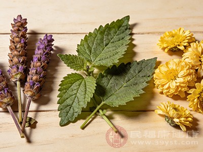 夏桑菊既可作为药材配伍煎汤，也能直接用开水冲泡当茶饮