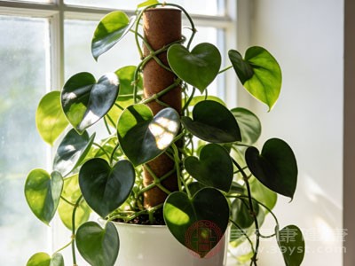 绿萝、吊兰等绿色植物