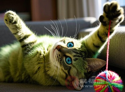 对于宠物家庭,需定期给宠物洗澡、梳理毛发,清理宠物窝,避免宠物脱落的毛发和皮屑成为螨虫的滋生地 对于宠物家庭,需定期给宠物洗澡、梳理毛发,清理宠物窝,避免宠物脱落的毛发和皮屑成为螨虫的滋生地