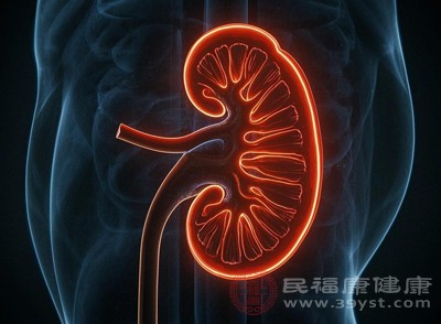 肾脏是调节血压的重要器官，同时也需要充足的血液供应来维持正常的功能