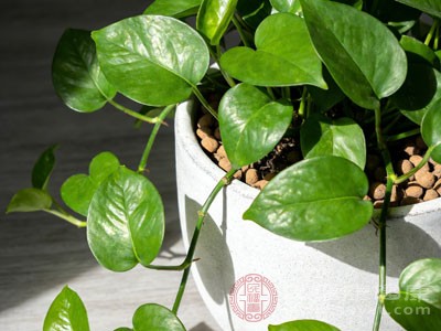 新房除醛不用愁 这些宝藏方法让甲醛无处遁形