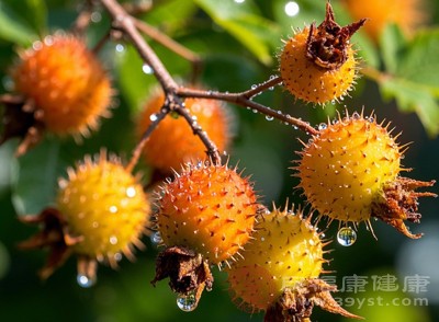 刺梨的维生素C含量，远超柠檬和橙子