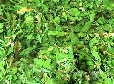 荠菜属于十字花科植物，含有少量硫代葡萄糖苷，过量食用可能对敏感人群产生轻微刺激