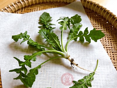 任何食物过量都可能引起不适，荠菜也不例外