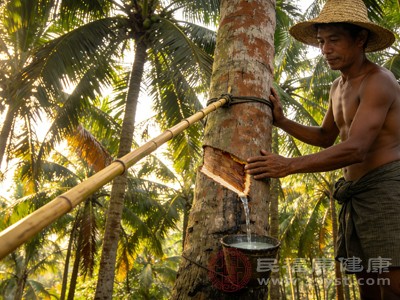 生枣椰汁的采集时间多在夜间或清晨，采集时人们会在枣椰树干上切开切口，将陶罐或塑料容器放在切口下收集汁液
