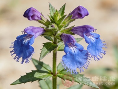 常见草本半枝莲 除了清热利湿 这些作用你可能不知道