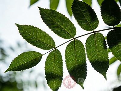 杜仲叶中富含多种营养成分和活性物质，这些成分协同作用，有助于增强人体的免疫力