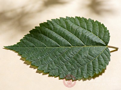 同时，杜仲叶对骨骼健康也有积极作用