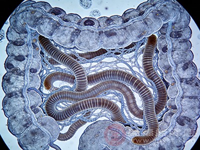 传播途径：蛔虫入侵人体的“绿色通道”