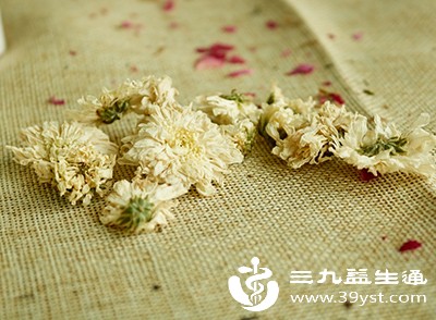 原来白菊花这么厉害 这些功效你知道几个 