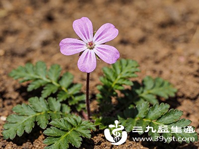 地丁草“实力出圈” 这些神奇功效你知道几个