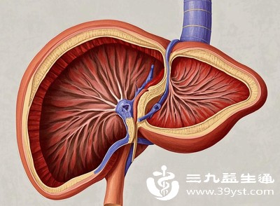 肝脏的绝大部分组织集中在右侧，约三分之二的肝脏体积位于身体正中线右侧