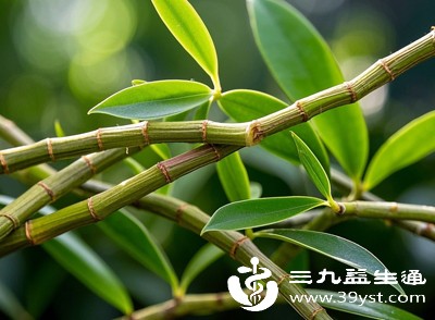 石斛茶口感清爽