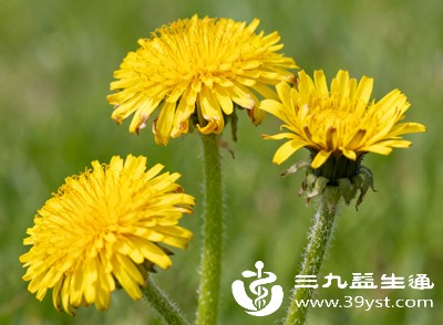 蒲公英的“饮食禁区” 这些食物千万别一起吃