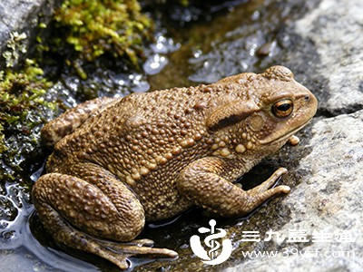 其中，蛋白质是构成人体细胞和组织的基本成分，有助于身体的生长、修复和更新