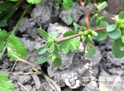马齿苋中含有多种具有消炎杀菌作用的成分