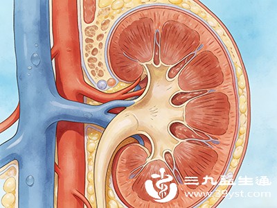 上方贴着肝脏，前方有十二指肠和结肠右曲，内侧靠近下腔静脉