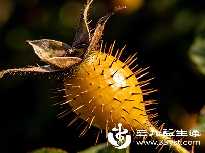 金樱子别乱喝 5类人碰不得这些禁忌再不知道就晚了