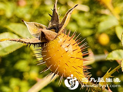 忌与利尿通淋药物联用